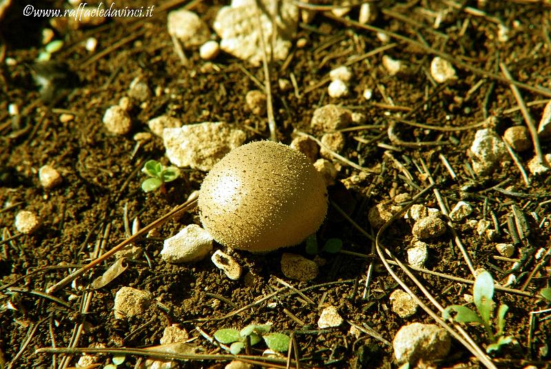 Funghi 1NOV08 (106).jpg